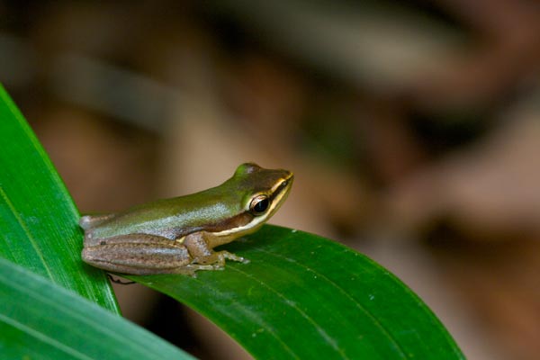 Northern Dwarf Tree Frog (Litoria bicolor)