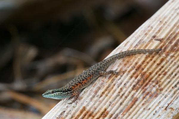 Red-sided Rainbow Skink (Carlia rufilatus)