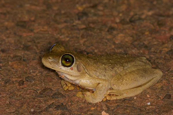 Roth’s Tree Frog (Litoria rothii)
