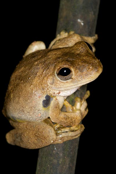 Roth’s Tree Frog (Litoria rothii)