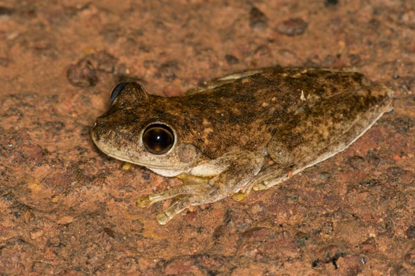 Roth’s Tree Frog (Litoria rothii)