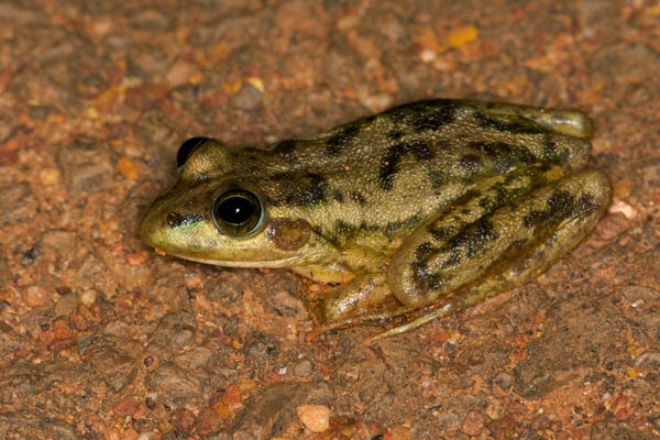 Dahl’s Aquatic Frog (Ranoidea dahlii)