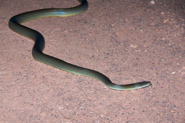 Water Python (Liasis fuscus)