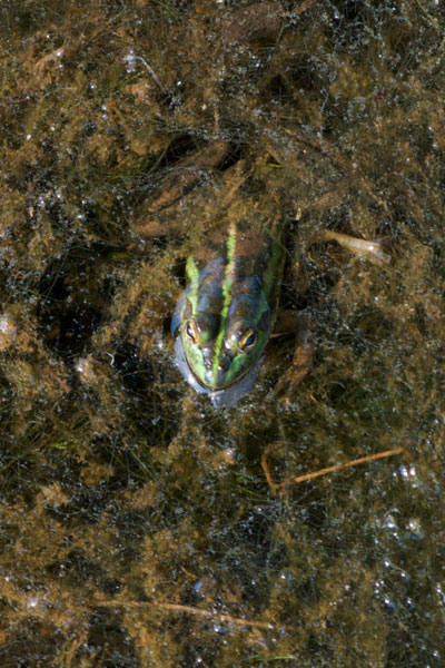 Dahl’s Aquatic Frog (Ranoidea dahlii)