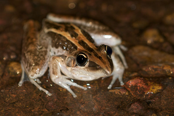 Rocket Frog (Litoria nasuta)