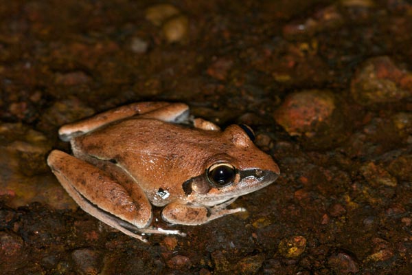 Tornier’s Frog (Litoria tornieri)