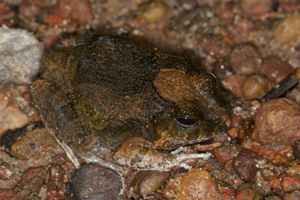 Ornate Burrowing Frog (Platyplectrum ornatum)