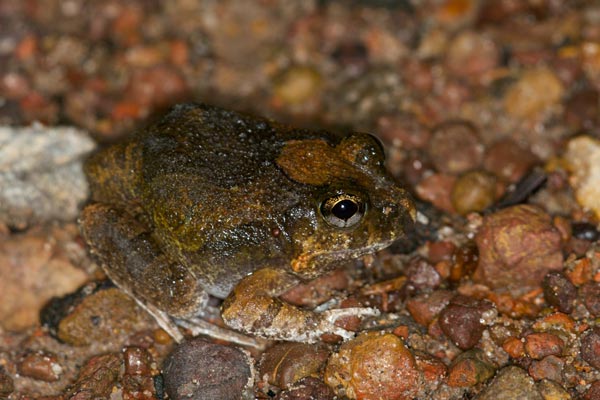 Ornate Burrowing Frog (Platyplectrum ornatum)