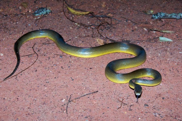 Water Python (Liasis fuscus)