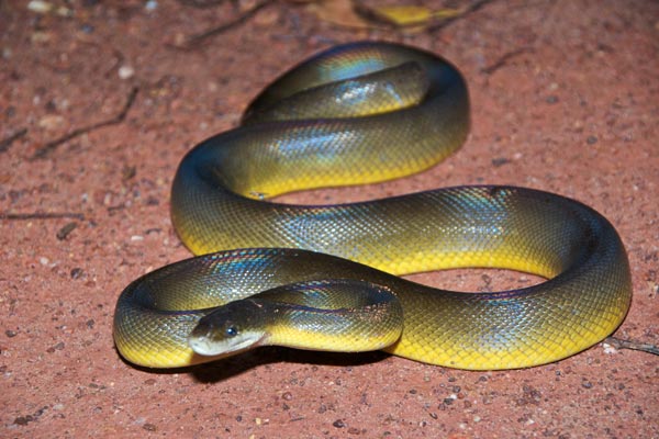 Water Python (Liasis fuscus)