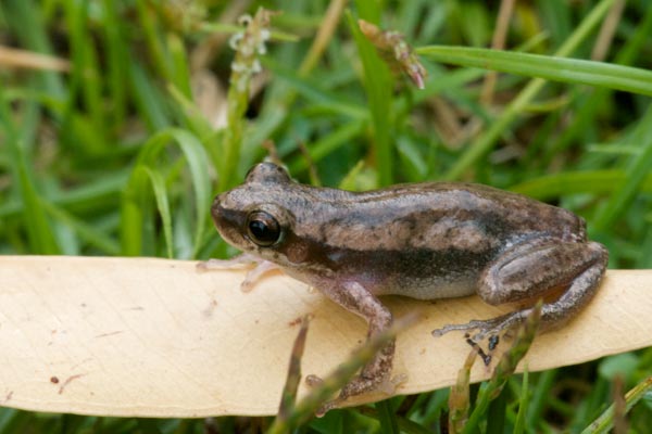 Desert Tree Frog (Litoria rubella)