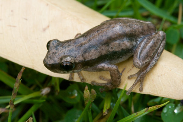 Desert Tree Frog (Litoria rubella)