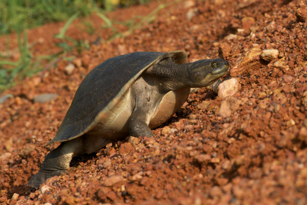 Worrell’s Turtle (Emydura subglobosa worrelli)