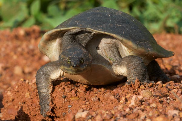 Worrell’s Turtle (Emydura subglobosa worrelli)