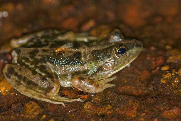 Dahl’s Aquatic Frog (Ranoidea dahlii)