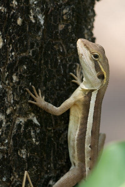 Gilbert’s Dragon (Lophognathus gilberti)