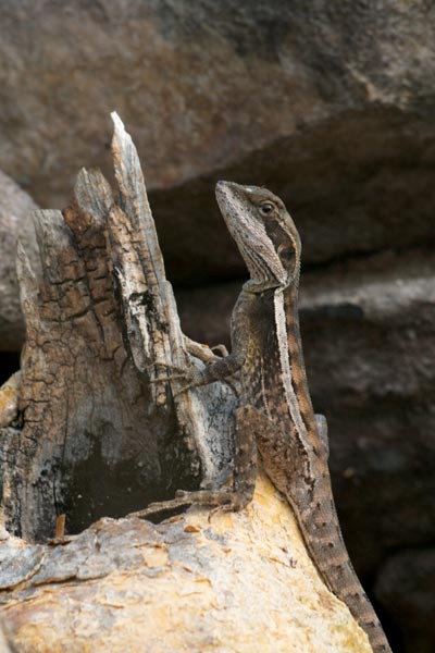 Gilbert’s Dragon (Lophognathus gilberti)