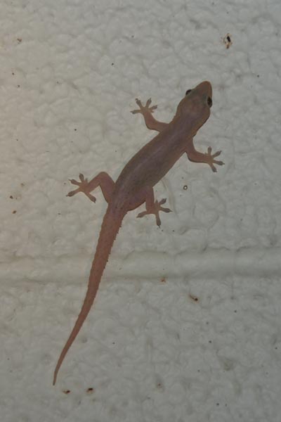 Common House Gecko (Hemidactylus frenatus)