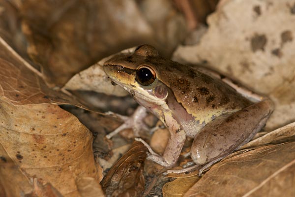 Watjulum Frog (Litoria watjulumensis)