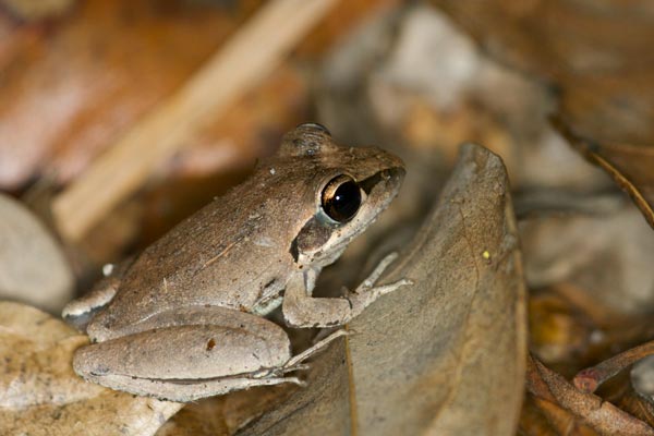 Tornier’s Frog (Litoria tornieri)