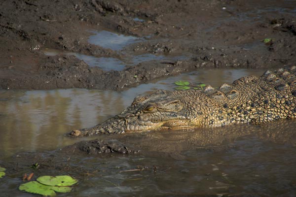 Estuarine Crocodile (Crocodylus porosus)