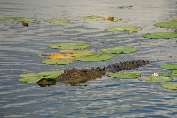 Estuarine Crocodile (Crocodylus porosus)