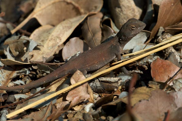 Two-lined Dragon (Diporiphora bilineata)