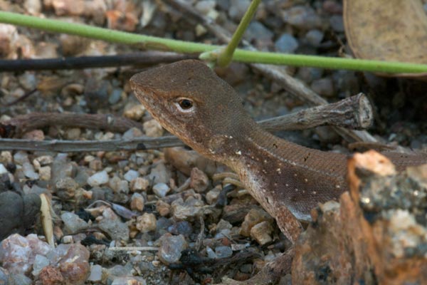 Two-lined Dragon (Diporiphora bilineata)