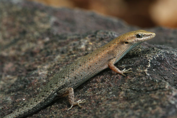 Two-spined Rainbow Skink (Carlia amax)