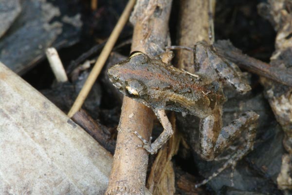 Remote Froglet (Crinia remota)