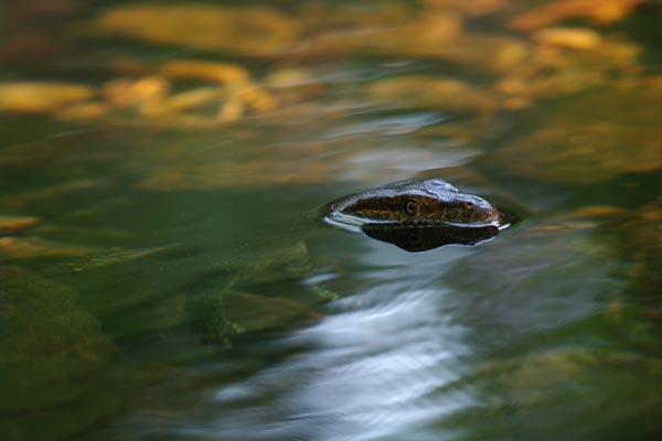 Merten’s Water Monitor (Varanus mertensi)