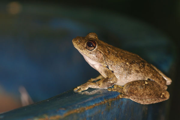 Roth’s Tree Frog (Litoria rothii)