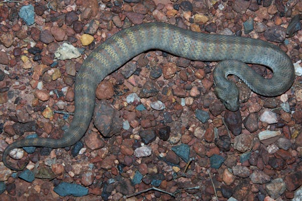 Papuan Death Adder (Acanthophis rugosus)