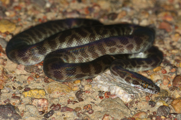 Children’s Python (Antaresia childreni)