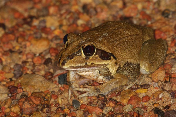 Australian Water-holding Frog (Ranoidea australis)