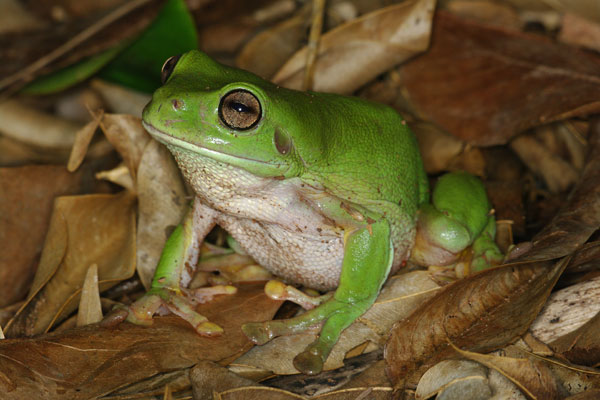Green Treefrog (Ranoidea caerulea)
