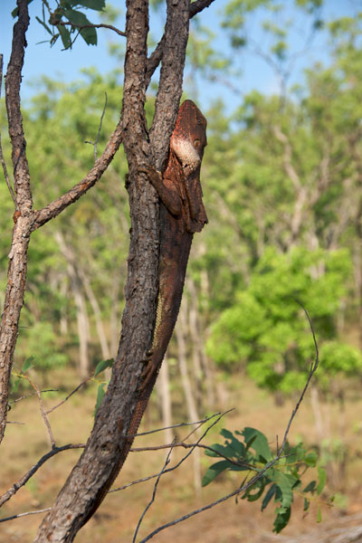 Frilled Lizard (Chlamydosaurus kingii)