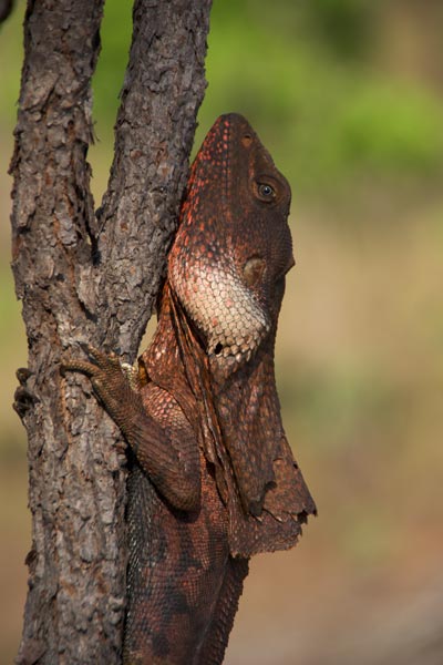 Frilled Lizard (Chlamydosaurus kingii)