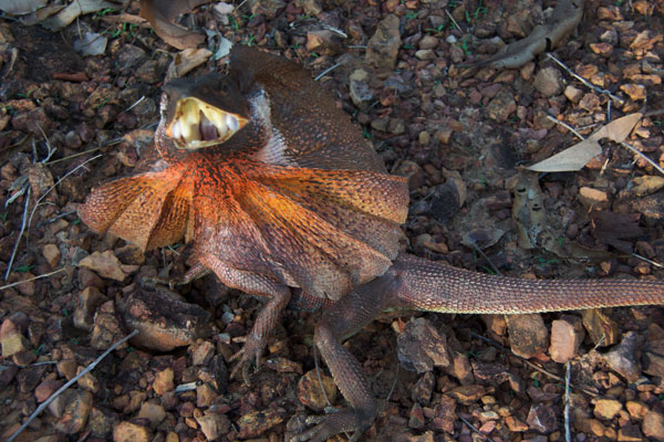 Frilled Lizard (Chlamydosaurus kingii)