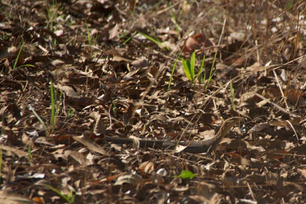 Freckled Monitor (Varanus tristis orientalis)