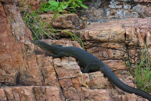 Merten’s Water Monitor (Varanus mertensi)