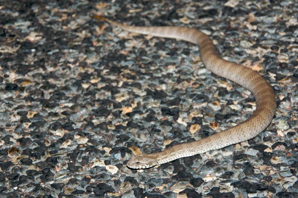 Papuan Death Adder (Acanthophis rugosus)