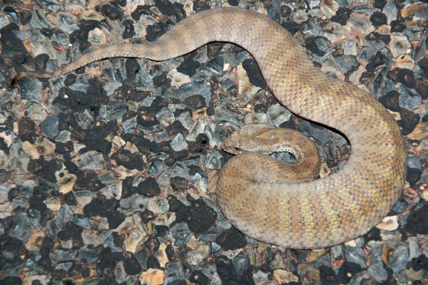 Papuan Death Adder (Acanthophis rugosus)