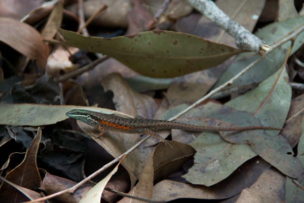 Red-sided Rainbow Skink (Carlia rufilatus)