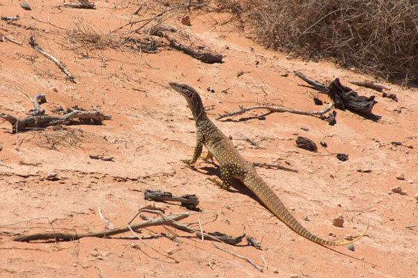 Sand Monitor (Varanus gouldii)