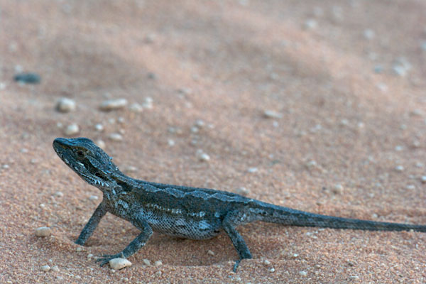 Bearded Dragons - Bush Heritage Australia