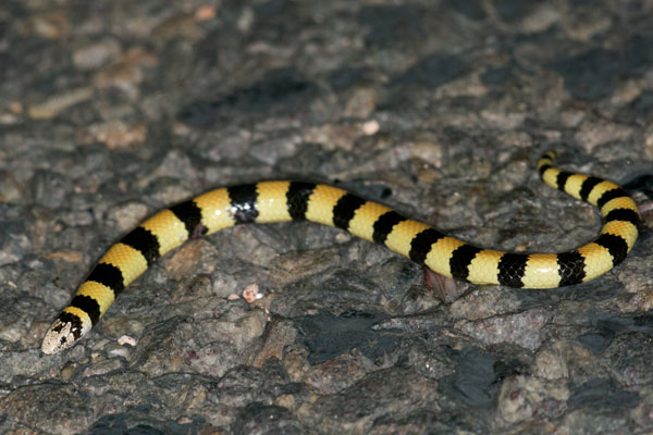 West Coast Banded Snake (Simoselaps littoralis)