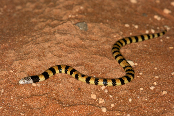 Jan’s Banded Snake (Simoselaps bertholdi)