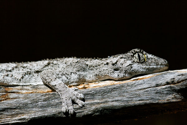 Western Spiny-tailed Gecko (Strophurus strophurus)