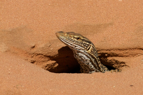 Sand Monitor (Varanus gouldii)